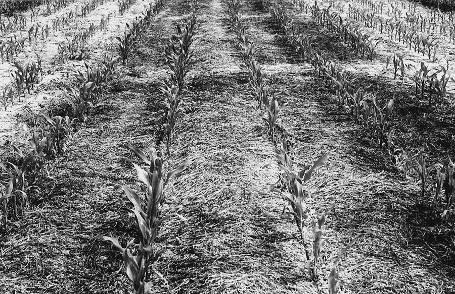 Battle-NT-Corn-1.jpg