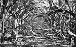 Controlling-Tough-Weeds-1.jpg