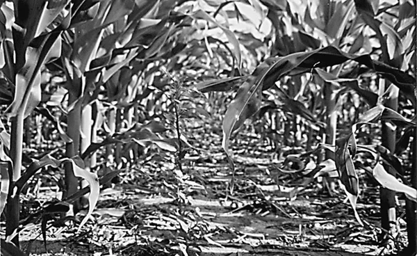 Controlling-Tough-Weeds-1.jpg