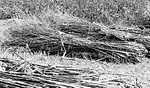 No-Till-Fibers-1.jpg
