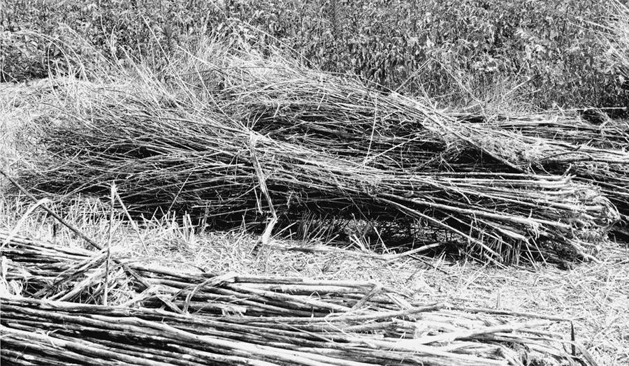 No-Till-Fibers-1.jpg
