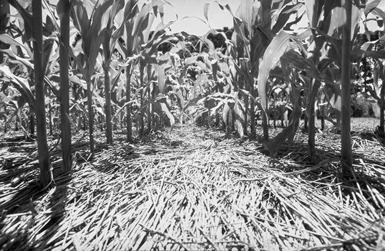 a78-maiz-en-SD-bw.jpg