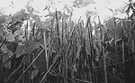 Seed-Coatings-B.jpg