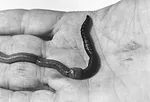 Earthworms-Revisited-1.jpg