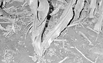Earthworms-Underground-Allies-1.png