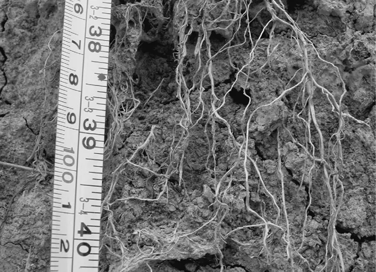 Plumer-Roots.jpg