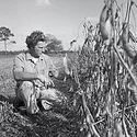 Bin-Busting-Soybeans-1.jpg