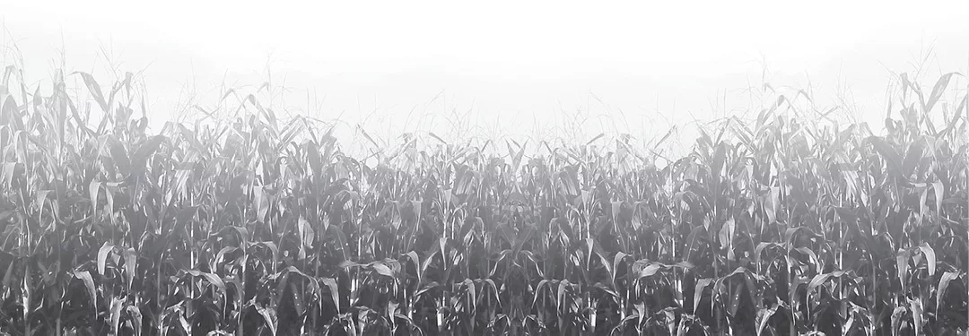 Corn.jpg