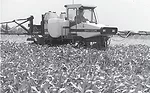Weed-Mgt.jpg