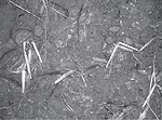 Worms-1.jpg