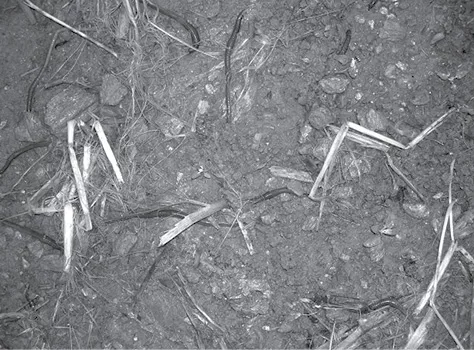 Worms-1.jpg