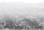 Strip-Tilling-11.jpg