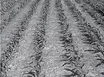 Jasa-Corn-278.jpg