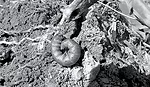 BCW-larva-Bellm-2006.jpg