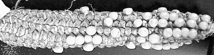 Drought-stressed-corn.jpg