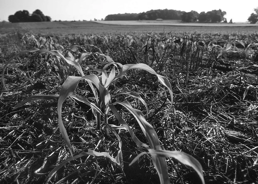 CornDoesntWantWeeds_2.jpg