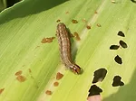 InsectProtection_1.jpg