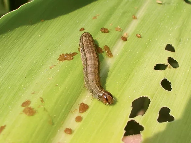 InsectProtection_1.jpg