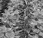ManageResidue_0908.jpg