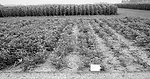 p6a_Compaction.jpg
