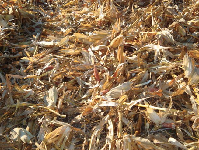2008-Fall-Harvest-018.jpg