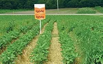 IgniteLibertyLinkSoybeans.jpg