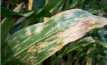 gray-leaf-spot-corn.jpg