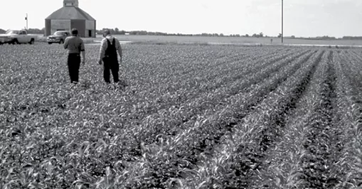 WalkinginCorn-C002.jpg
