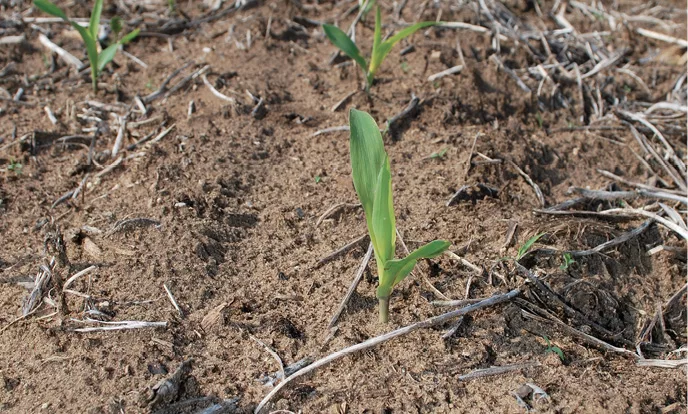 field