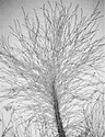 hyphae.jpg