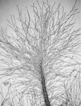 hyphae.jpg