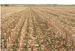 field