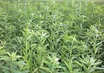 Sunn-Hemp-copy.jpg