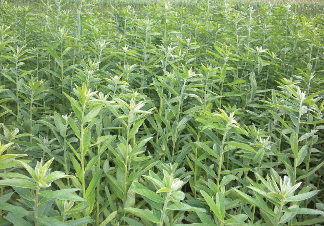 Sunn-Hemp-copy.jpg
