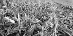 No-Till-Notes-Photo.jpg