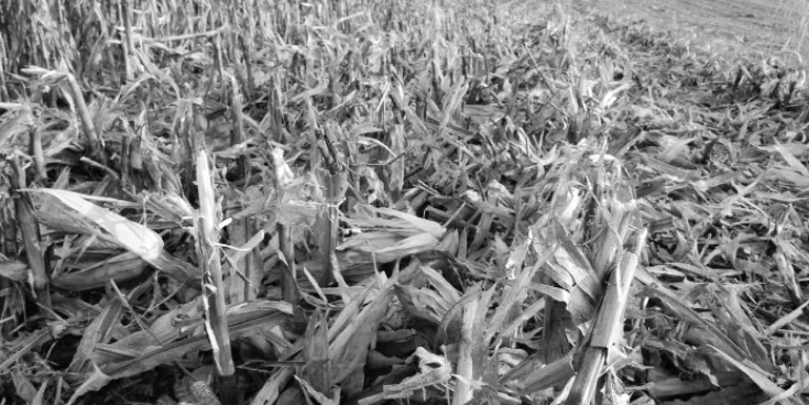 No-Till-Notes-Photo.jpg