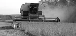 EdibleSoybeans_DSC_0111.jpg