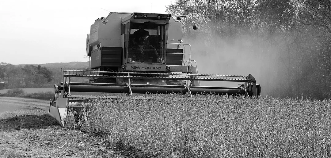 EdibleSoybeans_DSC_0111.jpg
