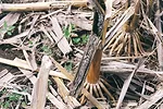 BiocatTreated-root-crown-decaying.jpg