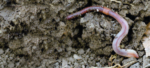 Earthworm2.png