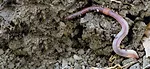 Earthworm2.png