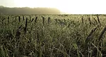 field