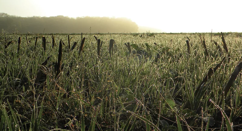 field