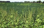Giant-ragweed-3.jpg