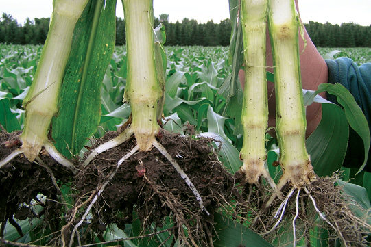 corn-inside.jpg