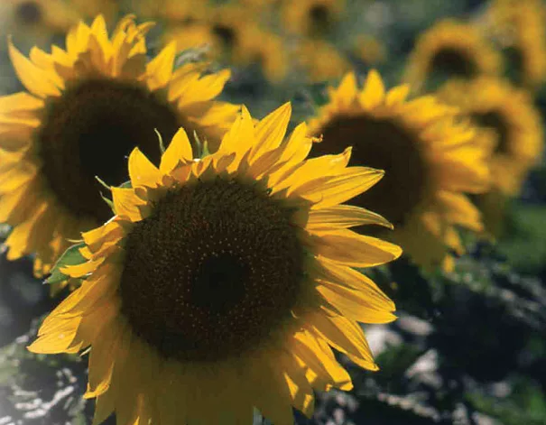 flowers