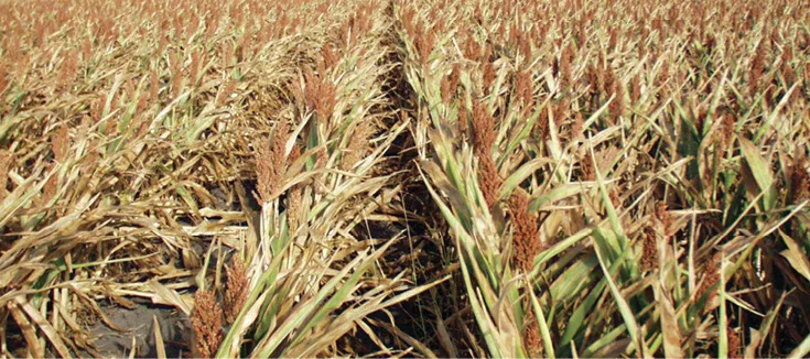 Stressed-corn-1.jpg