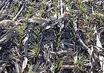 Wheat-yields.jpg