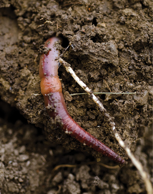 Archuleta-earthworms.jpg