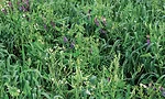 Cover-crop-cocktail.jpg